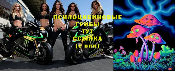 ПСИЛОЦИБИНОВЫЕ ГРИБЫ Новозыбков
